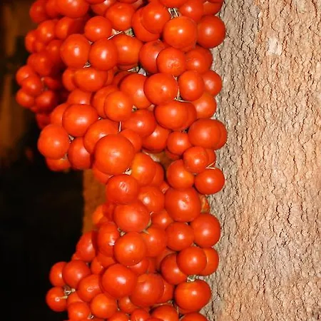 Trulli Gallo Rosso مارتينا فرانكا