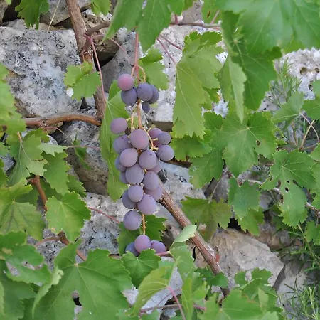 Trulli Gallo Rosso